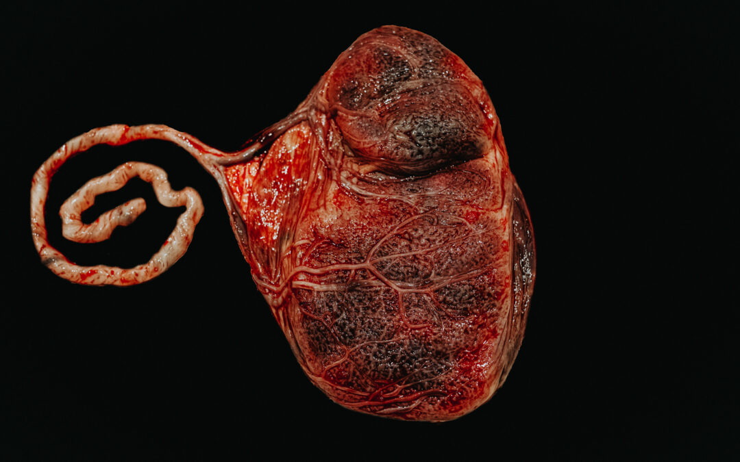 The Wonders of the Placenta